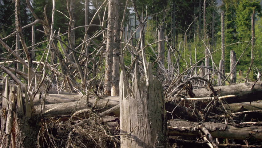Witness the various stages of fallen trees in Bavarian Forest National Park. The clips show the impact of nature on the landscape over time and highlight the environment.