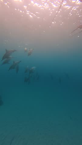 A pod of Hawaiian Spinner Dolphins swims by as two dolphins come close to the camera, eyeing the camera before continuing on
