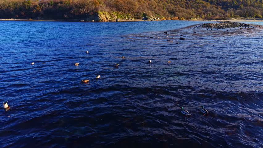 Serene scene captures ducks paddling gracefully across a calm river, with gentle ripples reflecting warm sunset hues and vibrant autumn leaves framing the landscape.