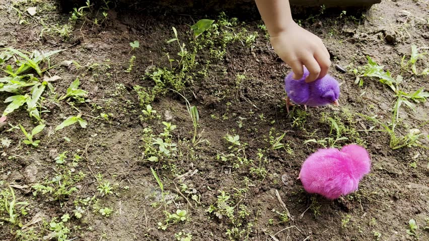 A little girl gently tries to touch two cute baby chicks colored pink and purple on the house terrace during the daytime, showing childhood innocence and animal curiosity