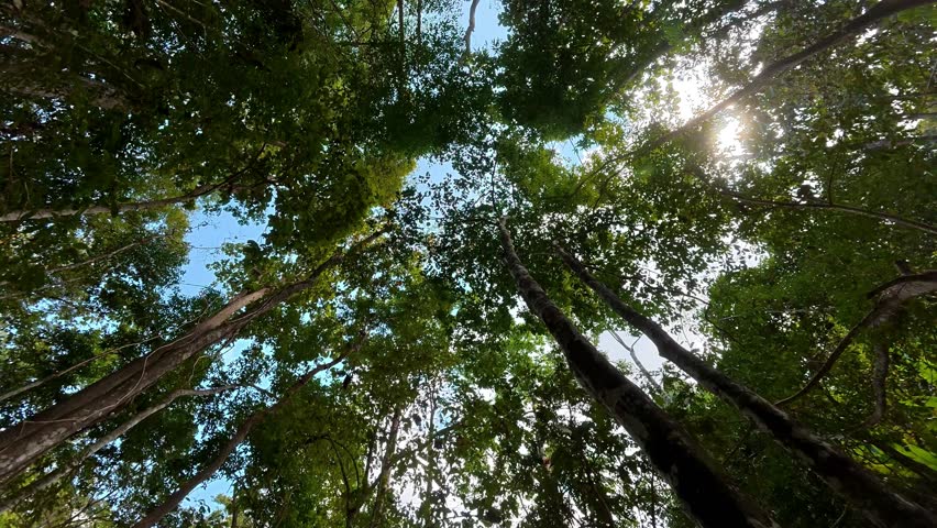 Timelapse of looking up on the tree tops, Chiangmai Thailand.