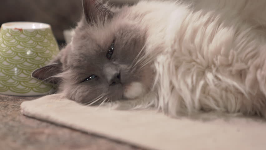 Fluffy old white male cat laying on his side with eyes partially open