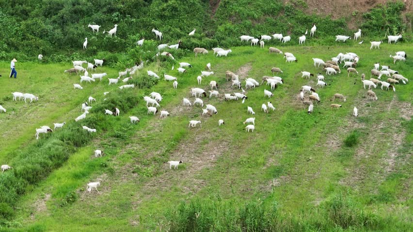 Grassland Sheep Grazing On Ranch Pastures 4k Aerial Footage 4k