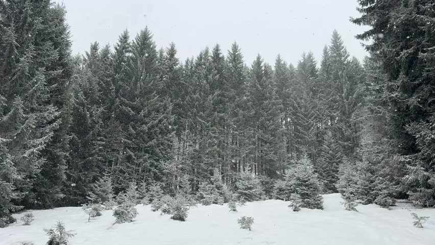 It is snowing in the forest on the mountain