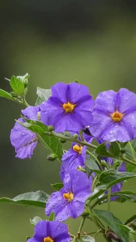 Close up of purple flowers with water drops gentle motion