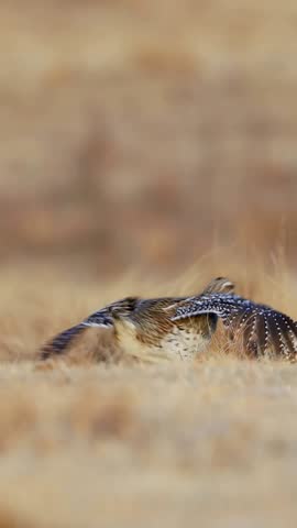 A male greater prairie chicken on a lek displaying to other males with tail feathers raised for courtship during golden hour