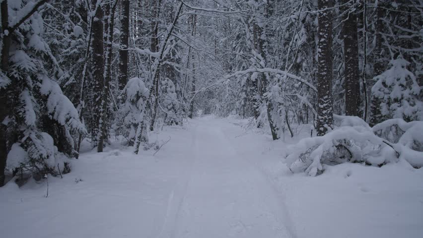 Snowy Tunnel Among Trees, Secluded Icy Pathway Framed By Bent Tree Limbs And Snow, Quiet Winter Corridor Created By Bent Branches Over Snowfilled Path Surrounded By Pristine Drifts
