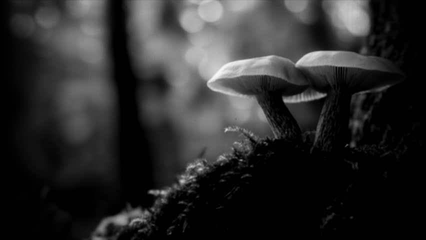 Two mushrooms sit atop a tree branch.. Retro video