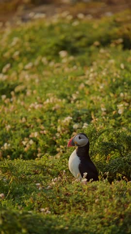 Atlantic puffin stands in green grass during golden hour
