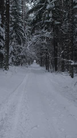Frosty Track Through Trees, Chilly Route Between Dense Pine Woods, Frozen Corridor Marked By Twin Lines In Forest, Gloomy Winter Pathway With Twin Tracks And Dense Woodland Surrounds