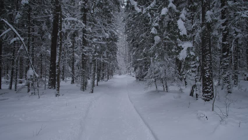 Tranquil Icy Trail Through Pine Forest, Quiet Winter Path Lined By Frosted Pine Trees And Snow, Peaceful Snowcovered Track Weaving Among Frosted Pine Trunks In Silent Woods