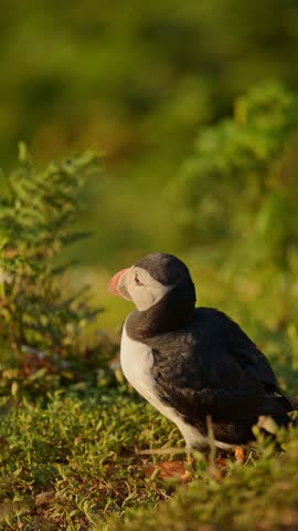 Puffin stands on grass illuminated by warm sunlight