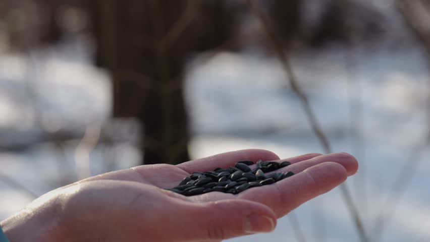 Woman feeding cute tit bird to sunflower seeds at snowy woodland. Beautiful tomtit pecking food from female hand at winter forest. Small titmouse eating meal from arm of young girl at snow park