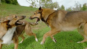 SLOW MOTION, CLOSE UP: Dogs playfully jumping, wrestling and nipping on a green lawn. Excited and energetic dog brother and sister run and play around garden. Genuine canine joy while playing outside. - Powered by Shutterstock - Get 15% off with code: PIKWIZARD15