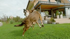 SLOW MOTION, CLOSE UP: Mixed breed dogs are having an intense and playful fight on a green lawn. Dog siblings are bursting with energy and happiness as they play in front of a modern country house. - Powered by Shutterstock - Get 15% off with code: PIKWIZARD15