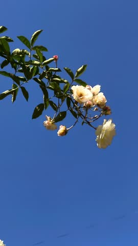 A branch of white climbing rose flowers, also known as prairie rose and climbing wild rose, species of vine or shrub in the Rosaceae family, with a background of clear blue sky, growing near old building
