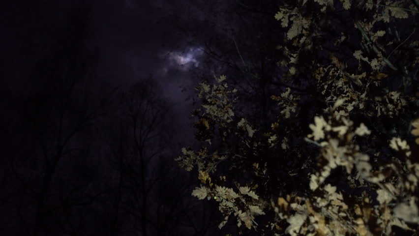 Clouds move across the night sky as moonlight shines between trees in a dark forest during late evening hours.