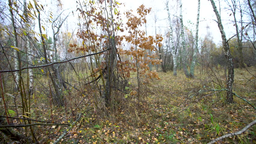 A narrow path shrouded in trees and fallen leaves, and fog hanging in the air in autumn.