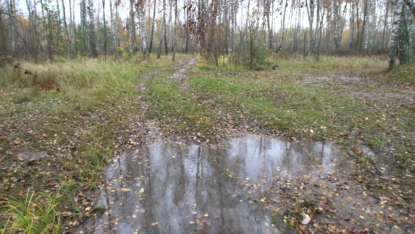 A muddy path surrounded by trees after the rain. The ground is wet from puddles and fallen leaves.