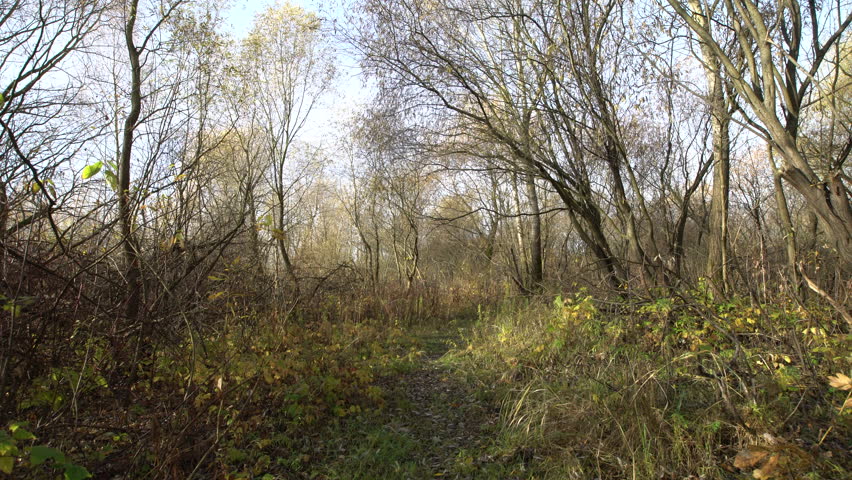 A walk through a forest during autumn shows trees with no leaves and patches of yellow flowers along the path.