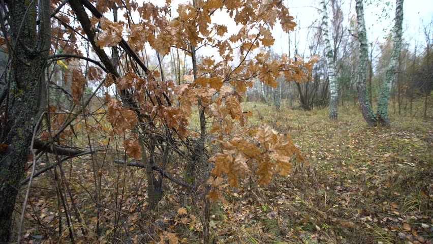 Leaves on branches move slightly in a forest filled with tall trees and dry leaves scattered on the ground under a gray sky.