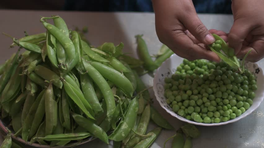 hands peeling farm fresh green peas on the table