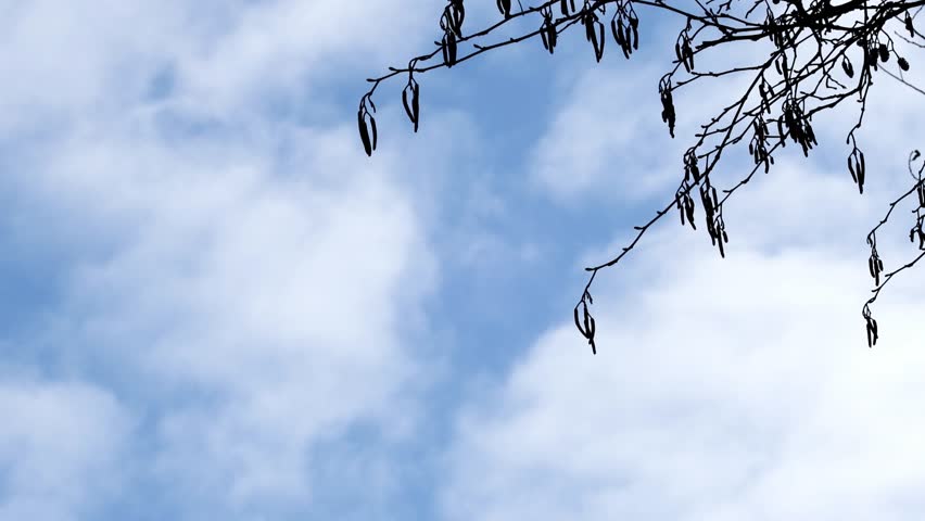 Clouds drift by, blue sky with small fleecy clouds, 
white flakes in the sky, white haze, silhouette of a hazelnut tree, Corylus colurna