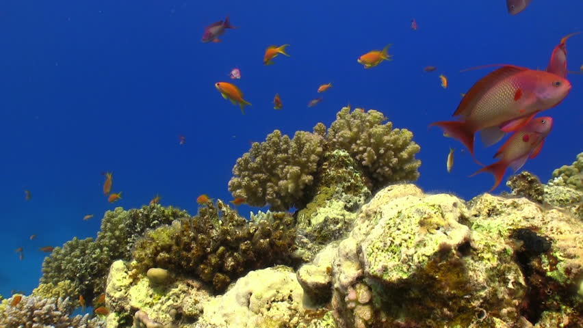 Colorful Fish on Vibrant Coral Reef, static scene, Red sea