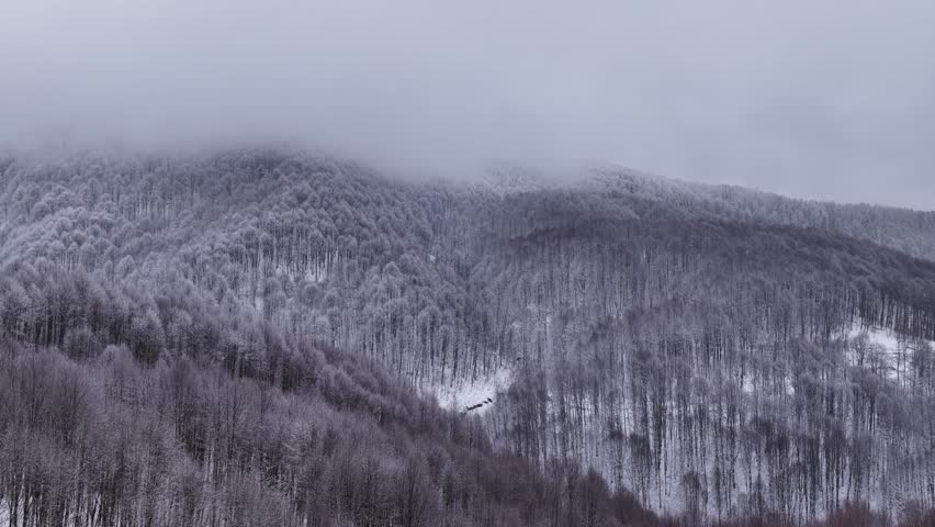 A vast forest buried under snow on the slopes of misty mountains. The peaceful, cinematic image of nature covered in a white blanket and the winter season.
