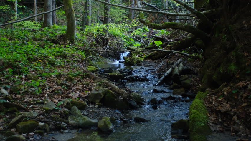 Water flows over stones overgrown in summer majestic forest. Mountain wild stream with crystal clear water. Beautiful natural wonder, quiet place for green tourism concept