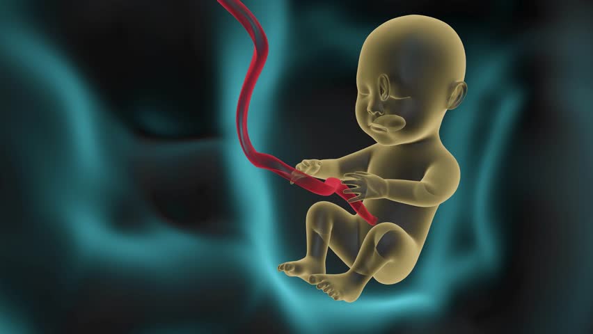 3D animation of a human fetus floating in the womb. Medical illustration of an unborn baby with an umbilical cord, representing pregnancy, prenatal development, and human anatomy.