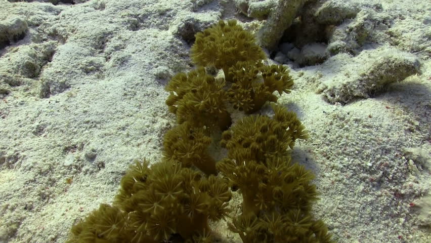 Red pulse soft coral pumps the water to find food
