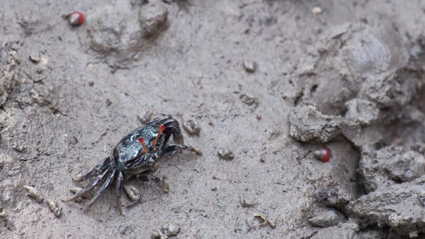 a small colorful fiddler crab standing cover a hole on the mud floor in swamp mangrove forest