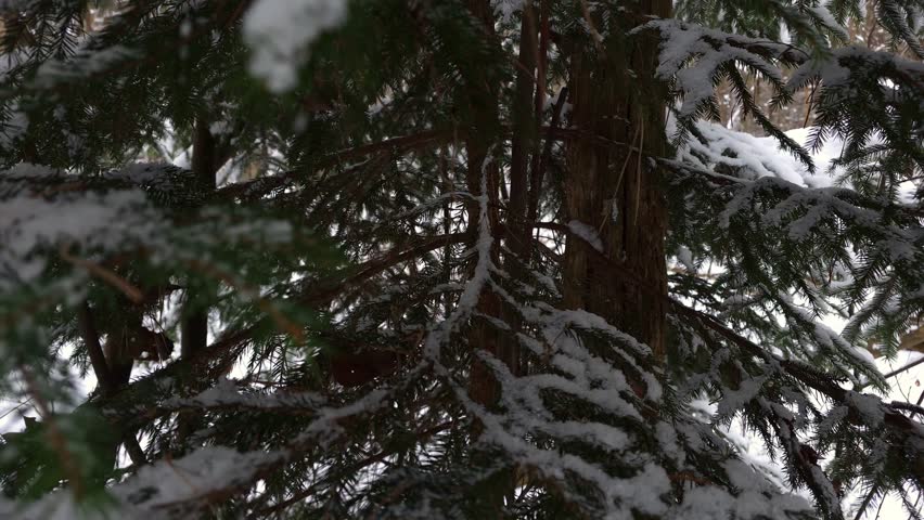 Snow On Evergreen Branches In Winter Forest