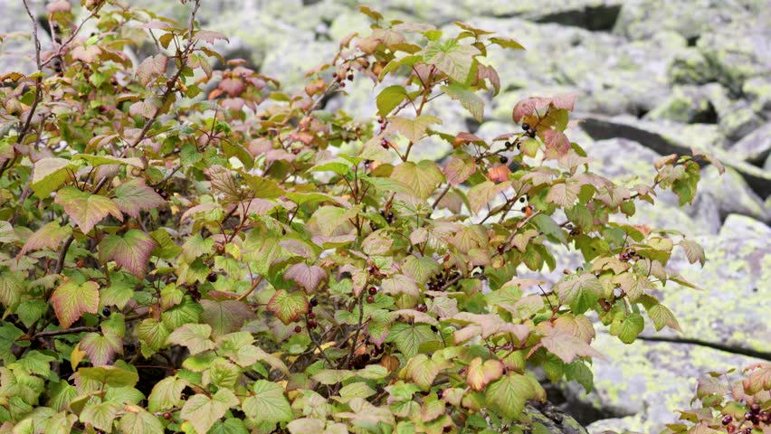 close-up of a red currant branch with berries