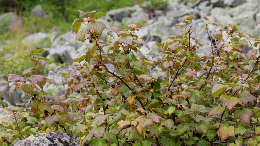 close-up of a red currant branch with berries