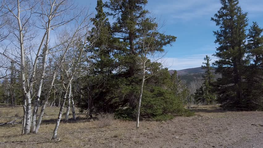 Pine trees and dormant aspens are passed on this mountain dirt road in the backcountry of the Rocky Mountains of Colorado in late fall early winter before the snow has fallen.
