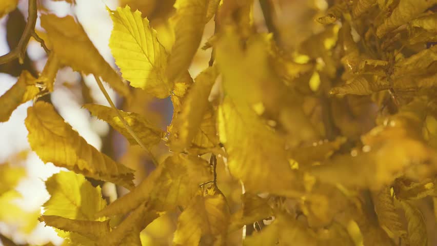 Golden autumn leaves with warm sunlight bokeh