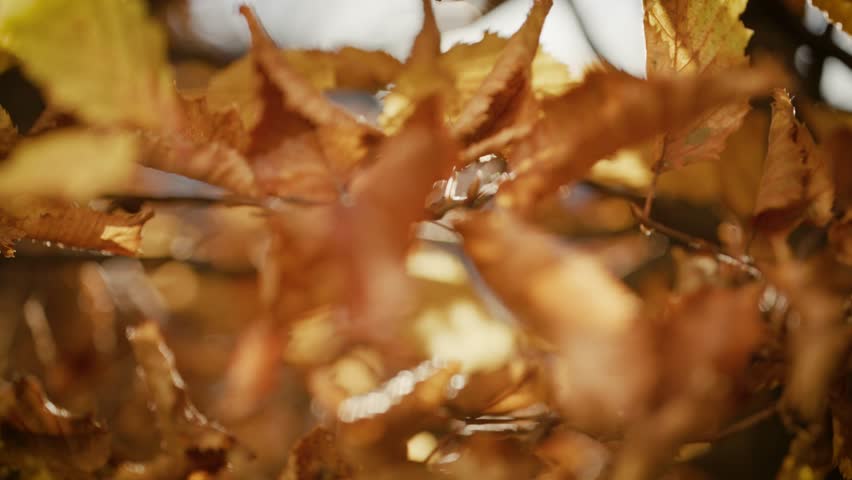 Close up of dry autumn leaves on tree branches