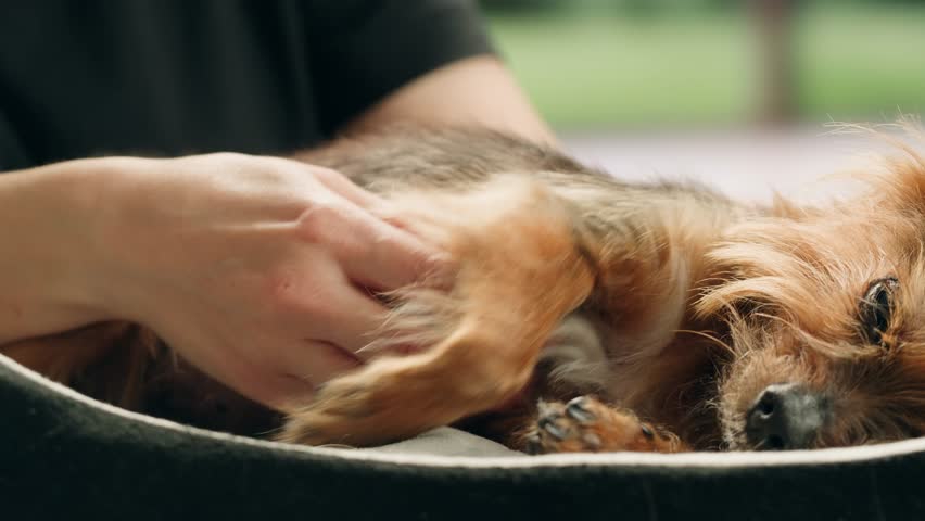 Yorkshire terrier at grooming salon, woman grrom small cute dog, happy animal life.
