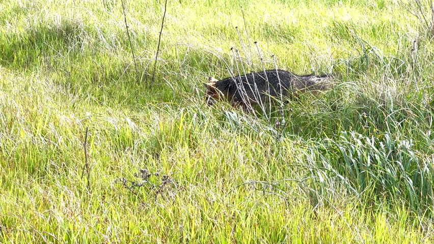 Following Channel Islands Fox Across Field on Santa Rosa Island