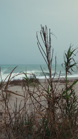 Ocean With Stormy Waves After Some Plants Grown On The Beach