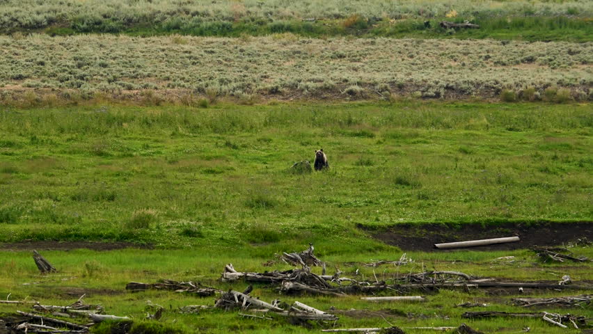 Grizzly Bears in Lamar Valley of Yellowstone National Park