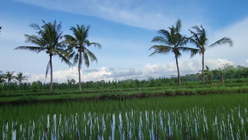 Coconut palms over rice paddy, tropical countryside panorama. Palm silhouette above wetland field, blue sky rural scene. Island farmland view with tall coconuts, serene horizon Green paddy reflection under summer clouds, coastal agriculture. Rural landscape with swaying palms, peaceful nature background