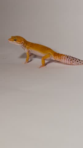 A macro profile shot of an orange leopard gecko licking its lips against white background