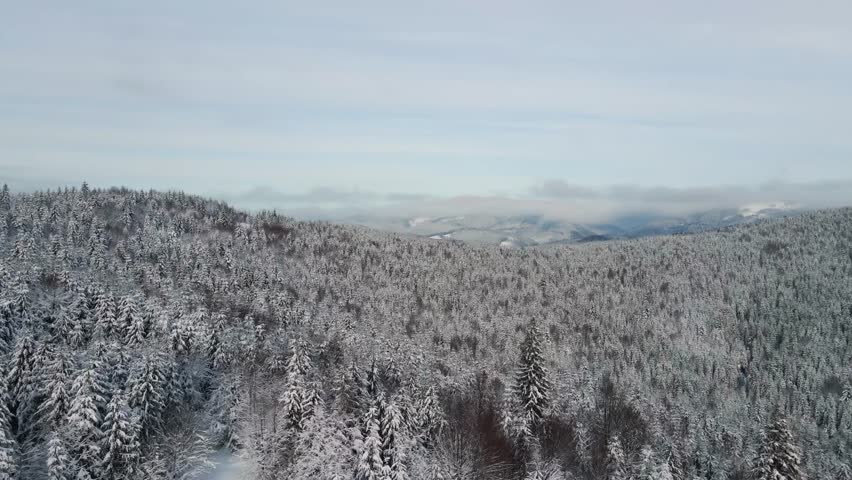 Drone footage captures a breathtaking aerial view of a dense, snow-covered forest surrounding Lake Synevyr in the Carpathian Mountains of Ukraine on a bright, cold winter day.
