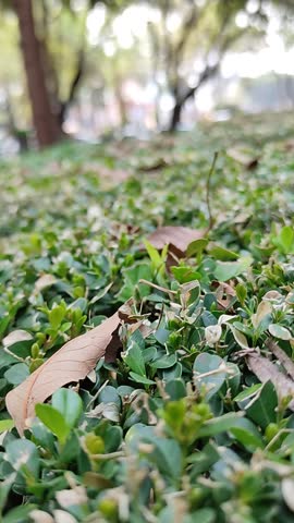 Beautiful dried leaves placed on the green plants of a park. Lindas hojas secas colocadas sobre las plantas verdes de un parque