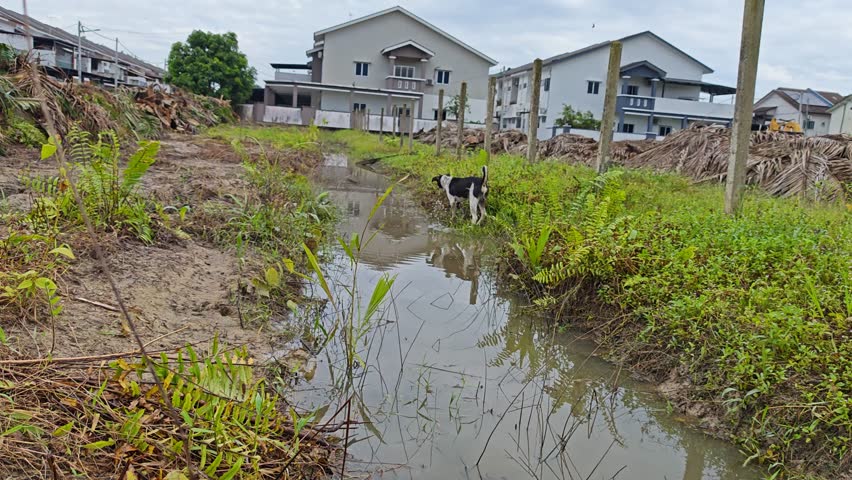 stray dog loitering around the man-made drainage system in the vicnity clear plantation land  