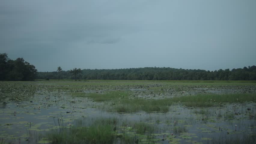Serene wetland landscape under overcast sky, calm and tranquil mood