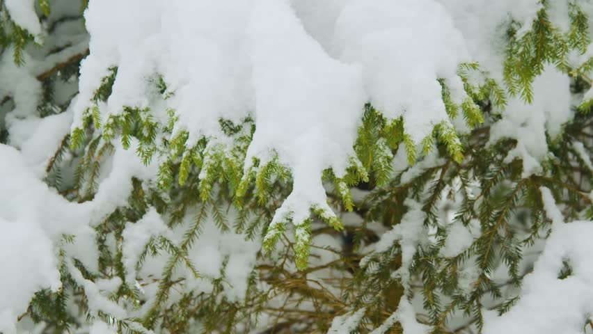 Close-up footage of lush green evergreen branches heavily laden with fresh white snow, captured in the serene natural beauty surrounding Lake Synevyr in the Carpathian Mountains of Ukraine.